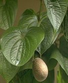 dioscorea