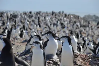 Student Internships in Antarctica