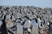 Student Internships in Antarctica
