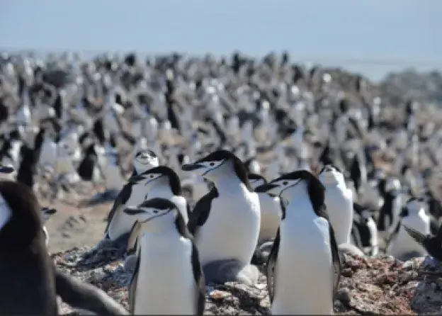 Staże studentów w Antarktyce/Student Internships in Antarctica