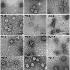 ijms-25-03125-g002