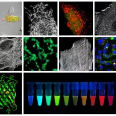 Obrazowanie komórek, struktura GFP i seria białek fluorescencyjnych